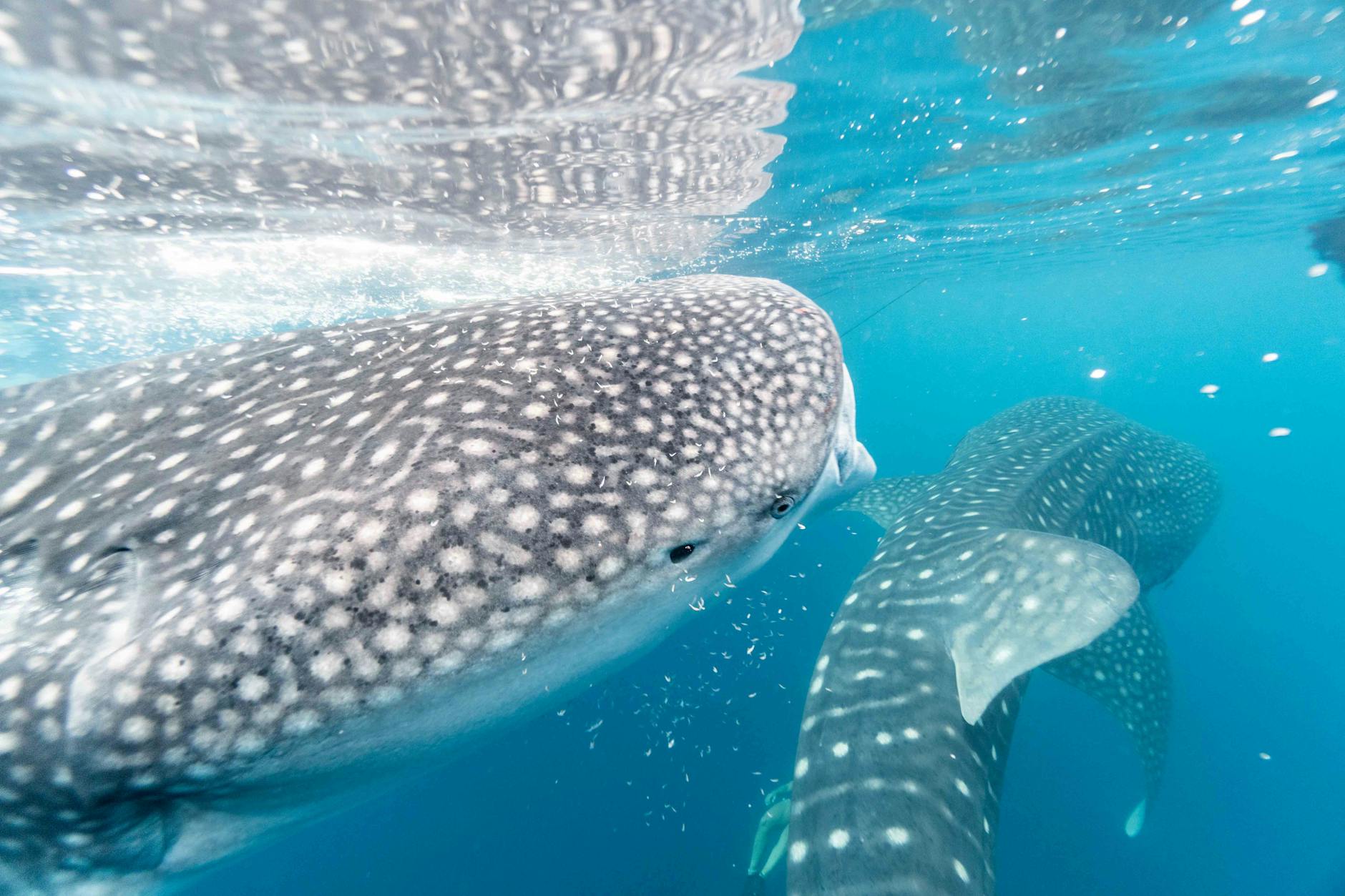 Whale sharks gracefully swimming underwater in the Indian Ocean
