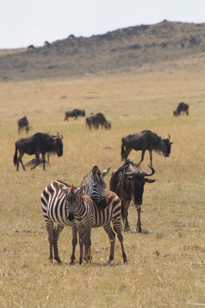 Masai Mara—Africa's greatest wildlife theater in Kenya