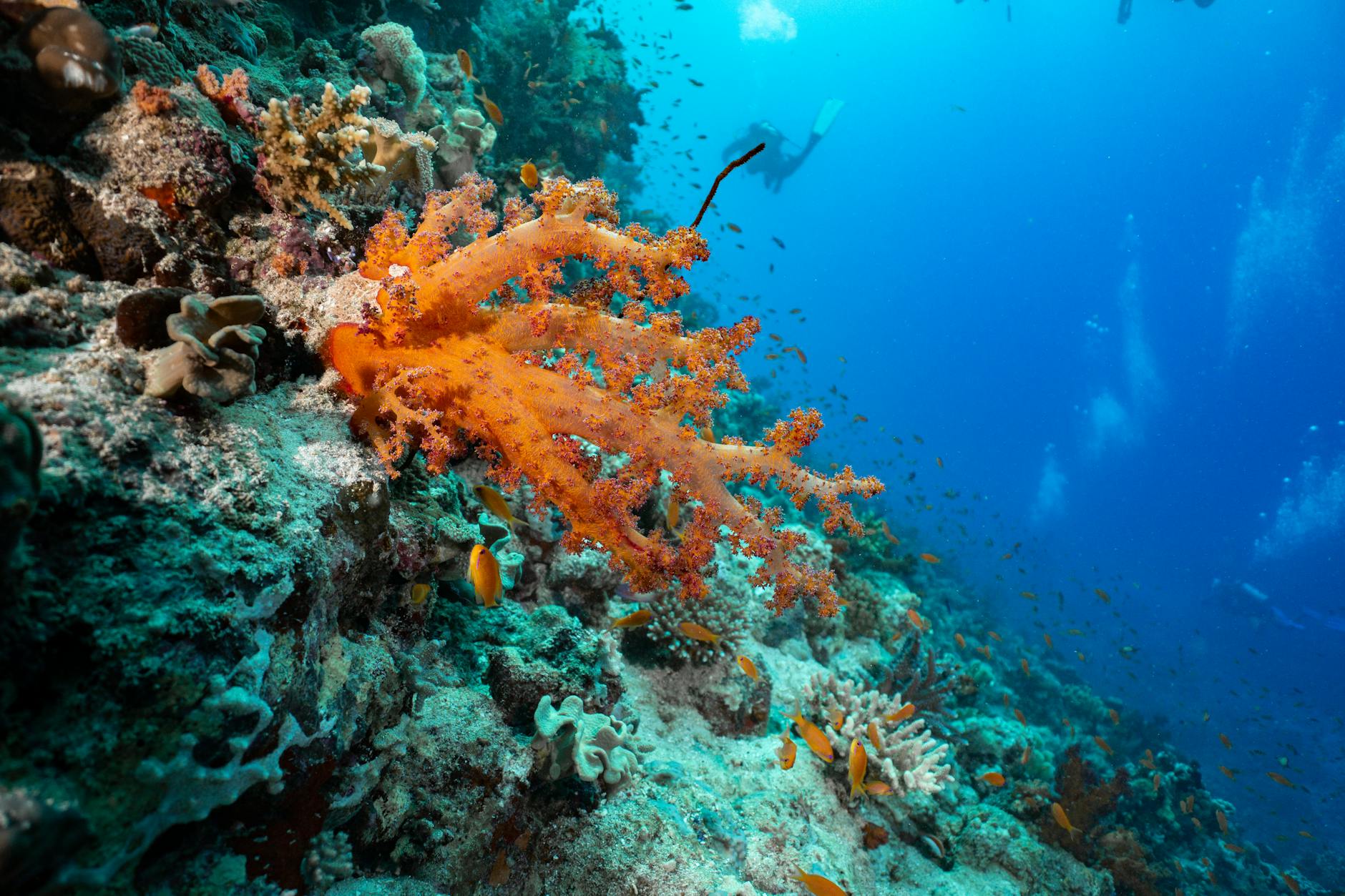 Scuba diving with colorful tropical fish in Micronesia