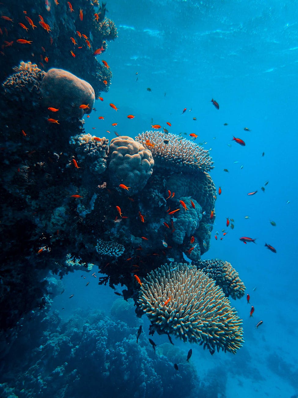 Red Sea—dive sites untouched in Saudi Arabia