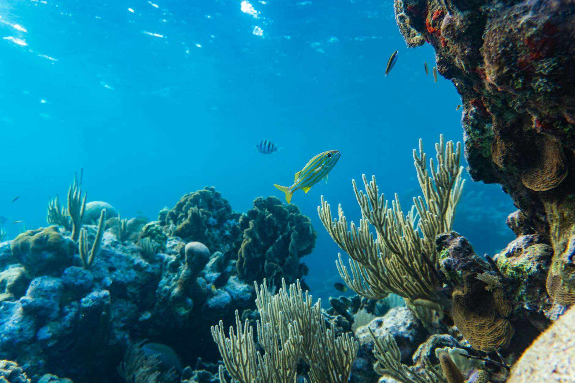 Coral reef diving in Dominica's clear Caribbean waters