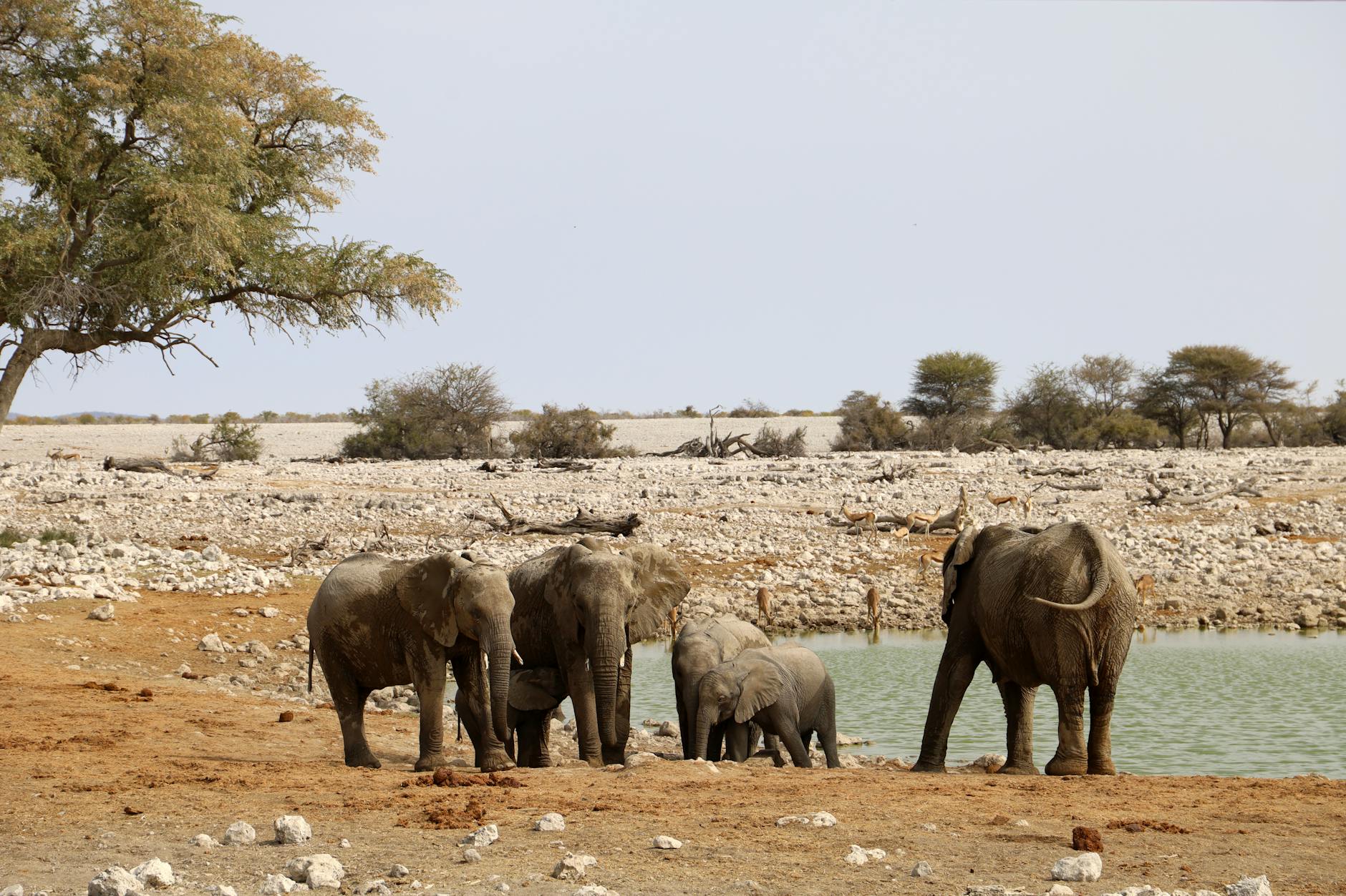 Elephants at Etosha National Park in Namibia