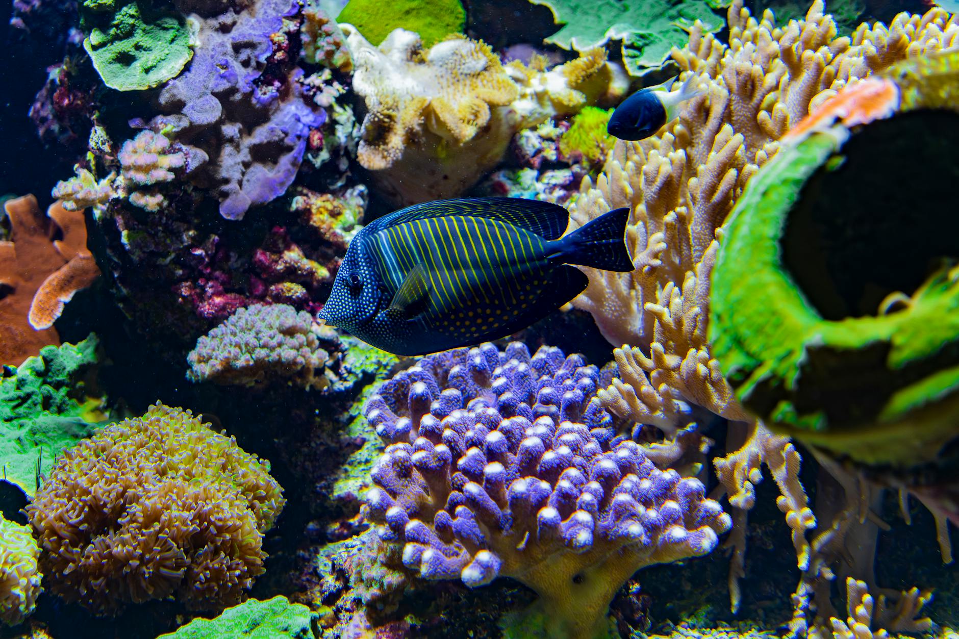 Colourful tropical reef fish underwater in the Pacific