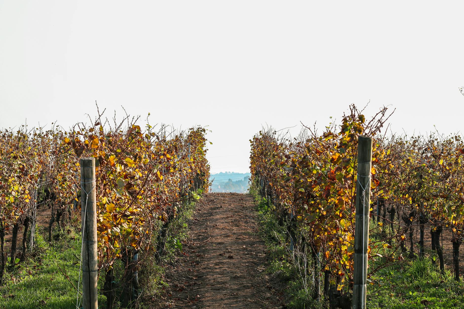 Autumn vineyard in Kakheti wine region, Georgia