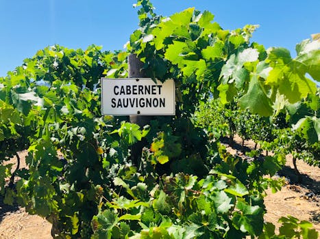 Vasse Felix founding estate vineyard rows Cowaramup Margaret River Western Australia Cabernet