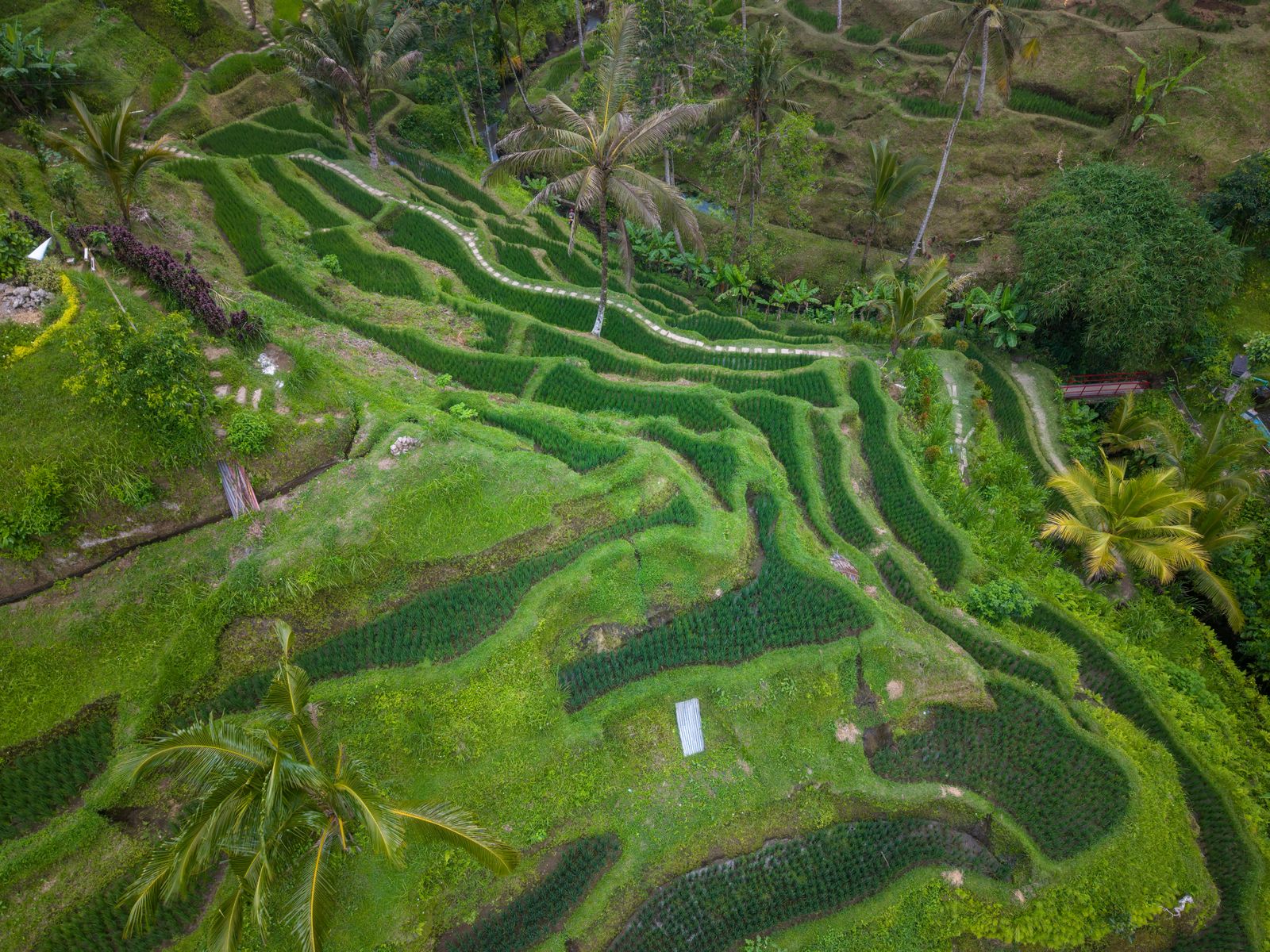 Green rice terraces sweeping down a valley with palms under a soft Bali sky
