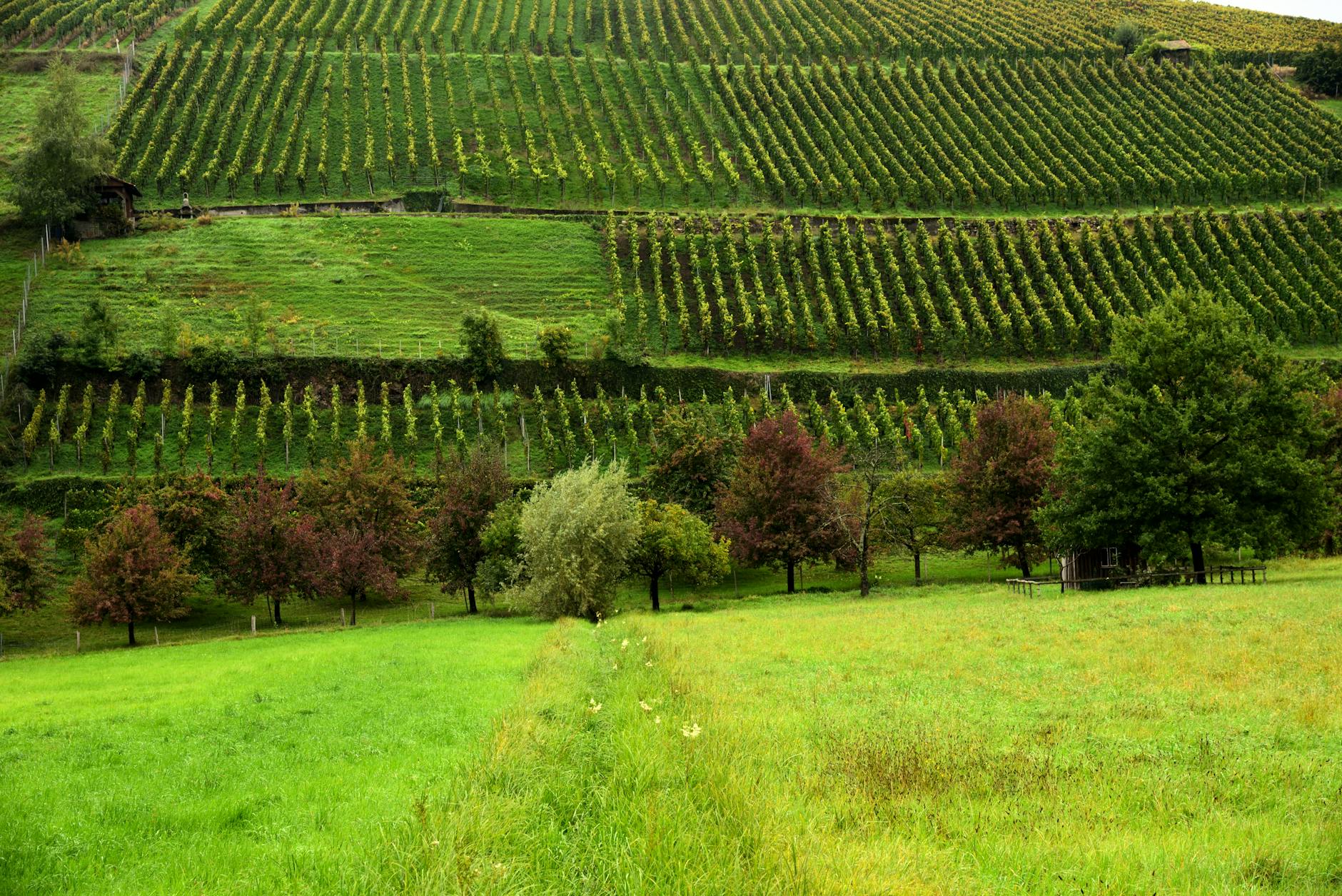 Vineyard Belgium Wallonia green hills organic