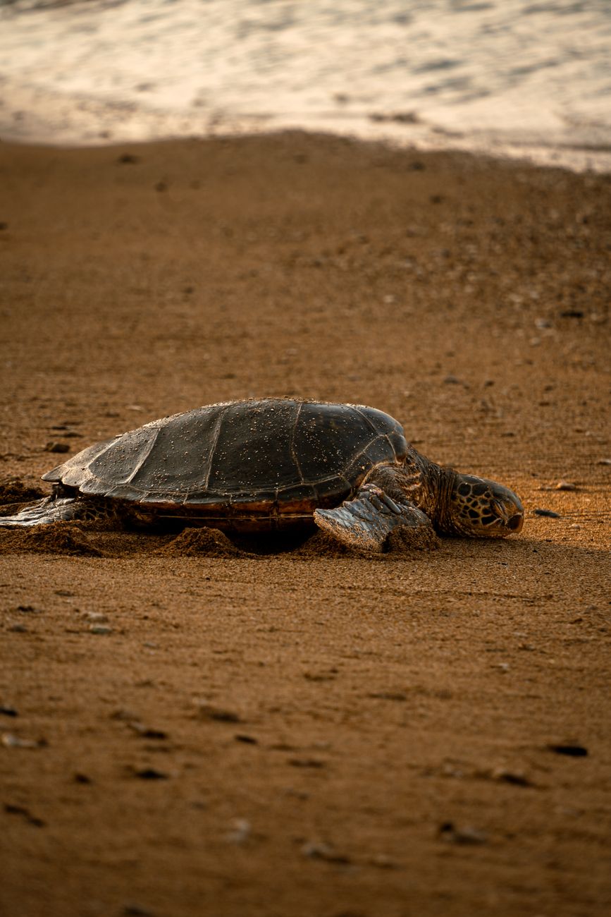 Green sea turtle resting on the black sand at Punaluʻu beach