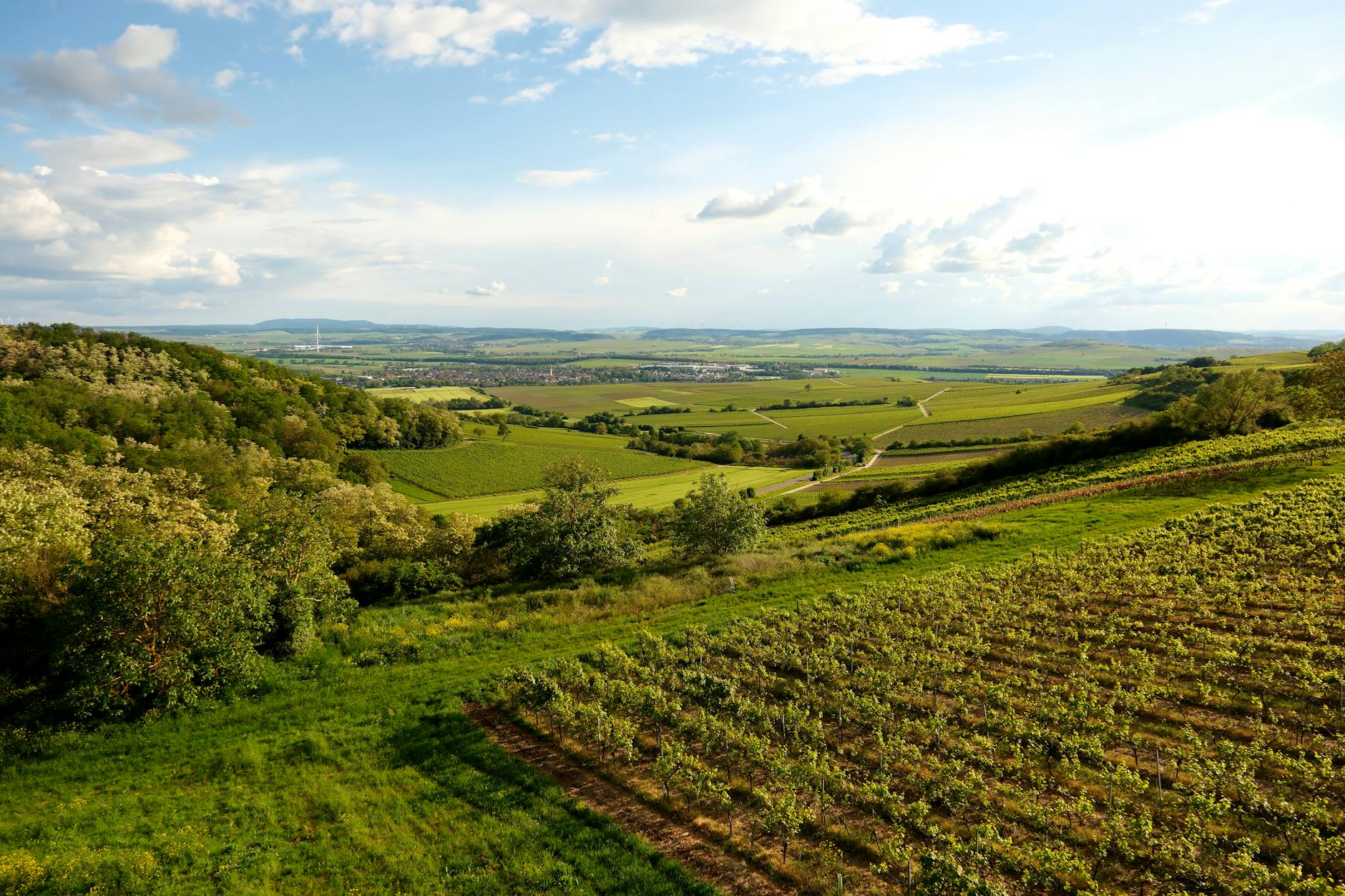 Vineyard rows sandy hills Melnik Struma Valley Bulgaria sunny golden