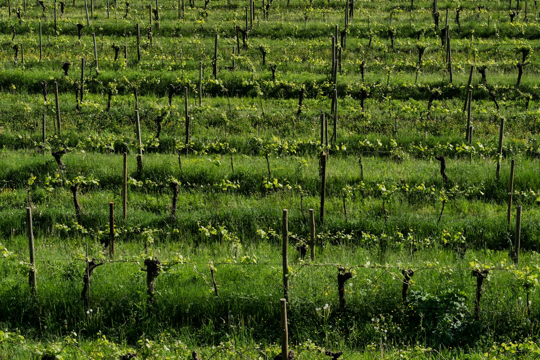 Bulgarian vineyard hills Plovdiv Thracian Valley winery wine tour Bulgaria