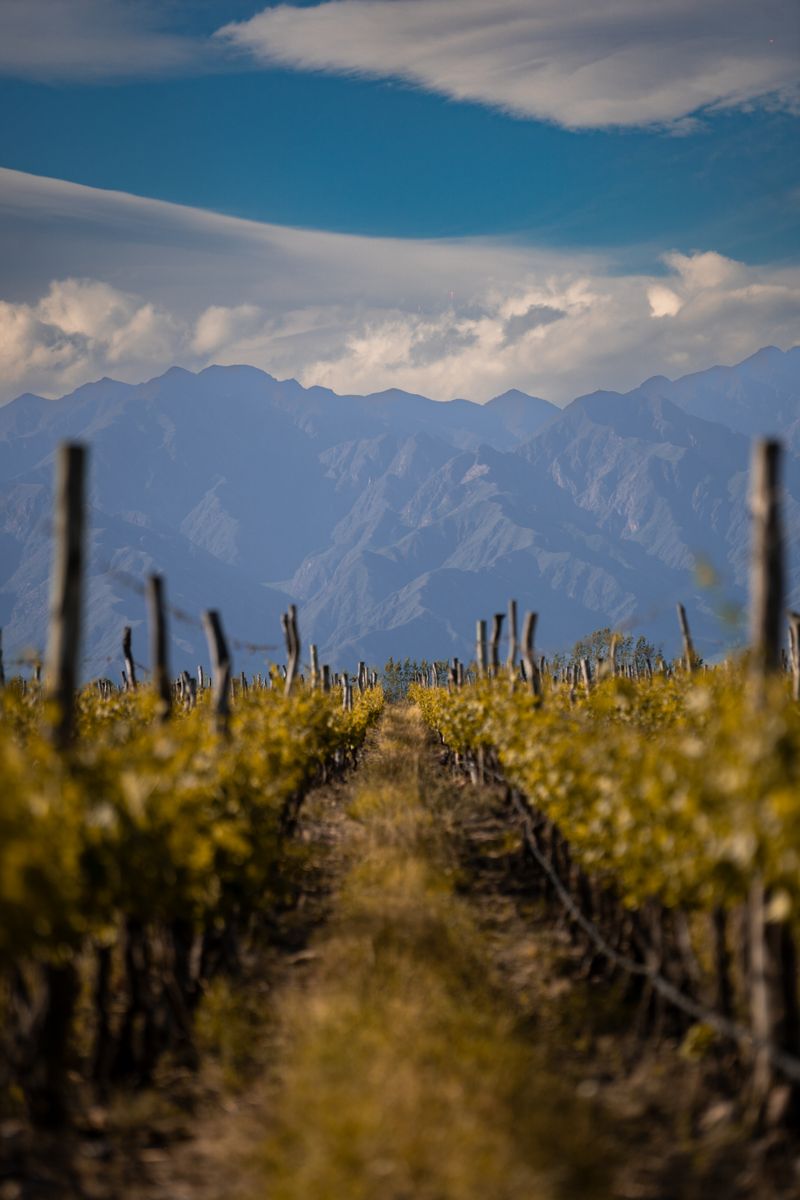 Rows of vines leading toward mountains on a Cape Winelands wine estate