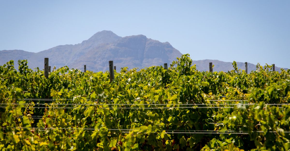 Vineyards on a valley floor ringed by mountains in the Cape Winelands near Stellenbosch