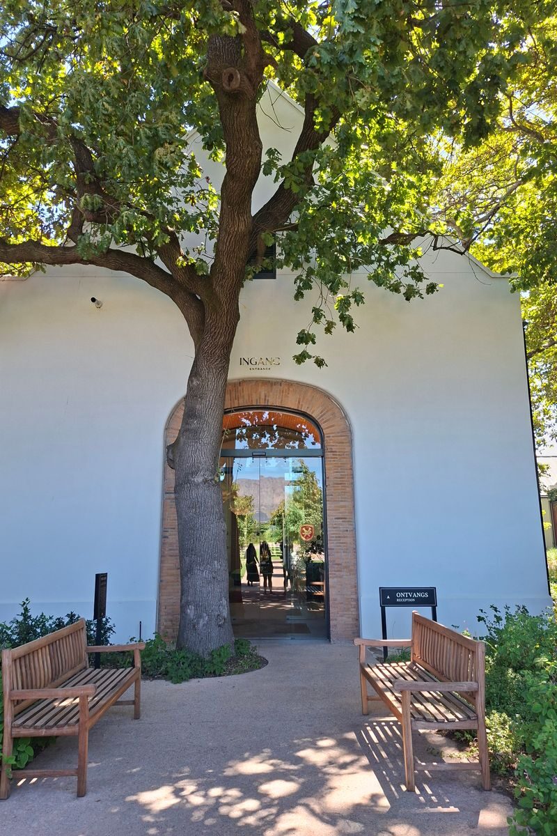 Oak-lined street with white Cape Dutch facades in Stellenbosch