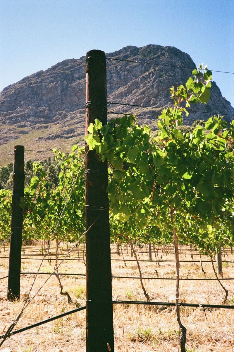 Vineyards and steep mountains in the Franschhoek valley