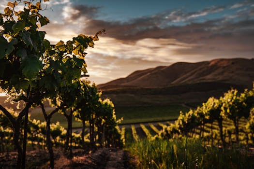 Istria vineyard