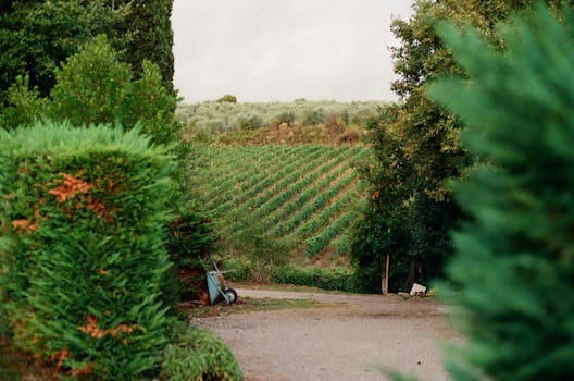 Vineyard restaurant Slavonia