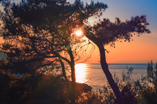 Dalmatian coast vineyard sea view Croatia