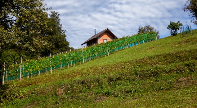 Peljesac vineyard hillside