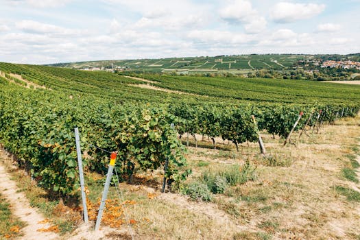 Sparkling wine vineyard rolling hills