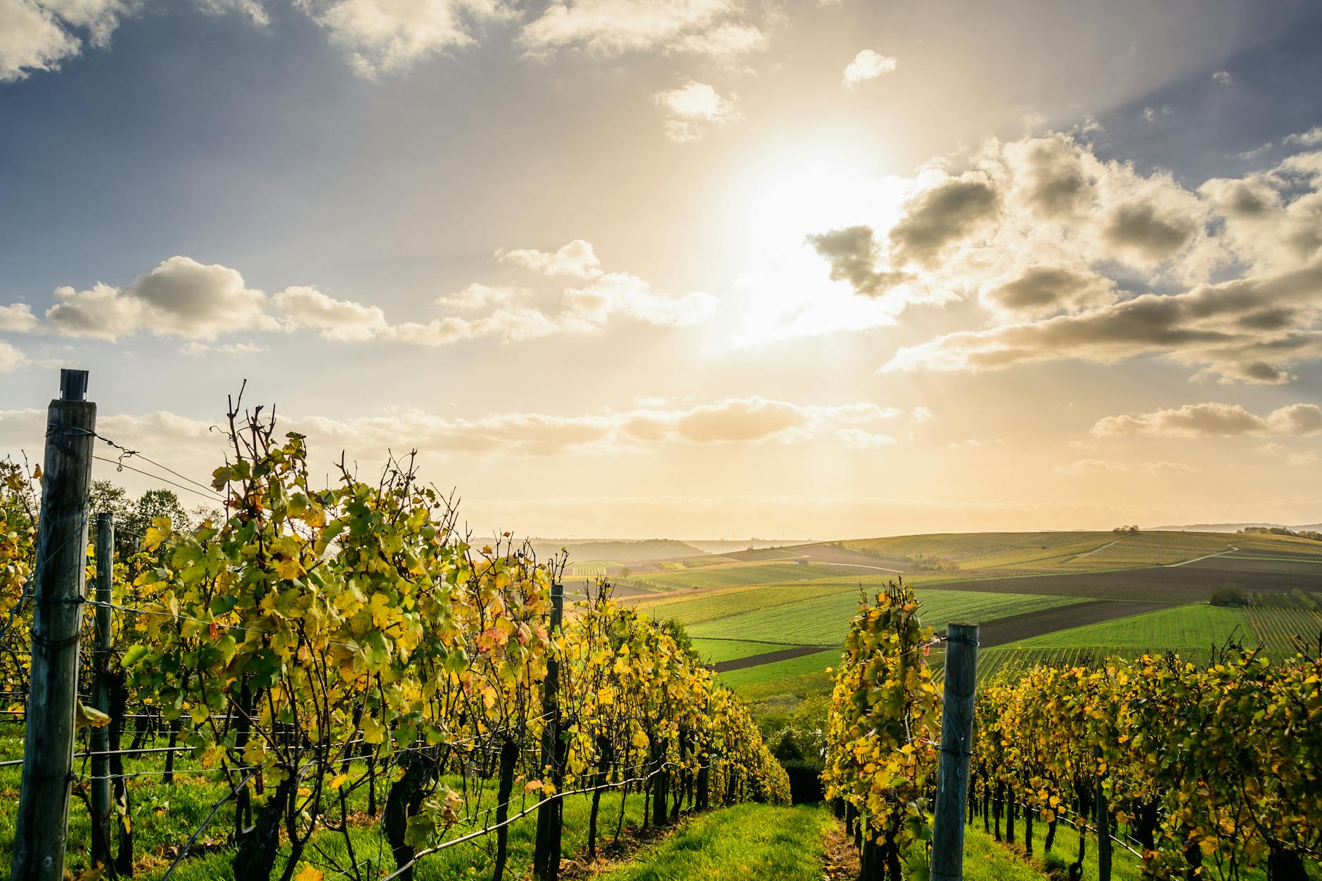Moravia Czech vineyard sunrise golden wine estate modern
