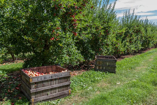 Wooden crates filled with apples at orchard Calvados harvest Normandy