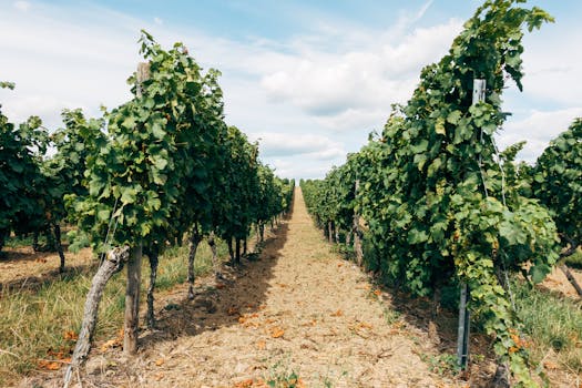 Grapevines Saint-Émilion Bordeaux right bank
