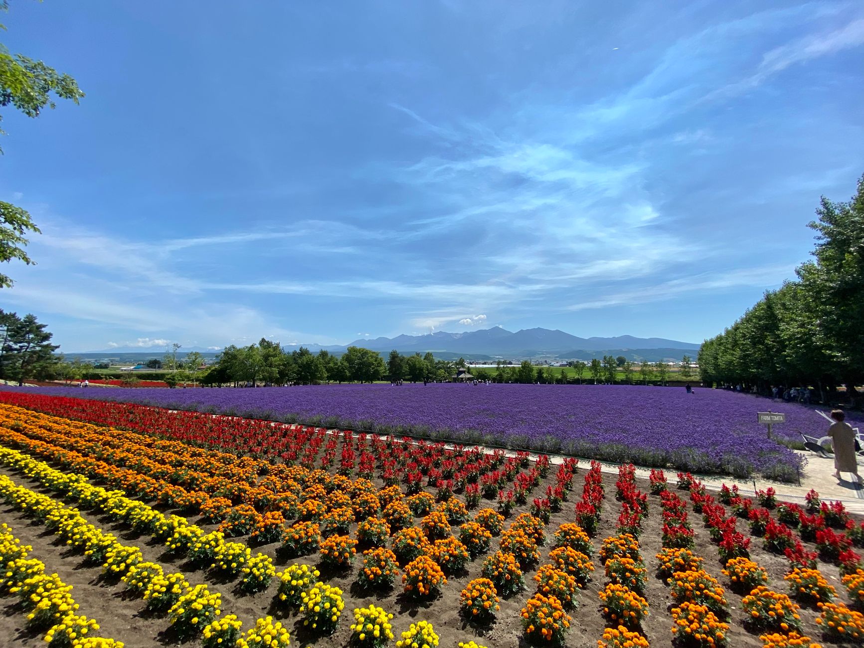 Colourful lavender and flower fields in Nakafurano under a clear blue summer sky