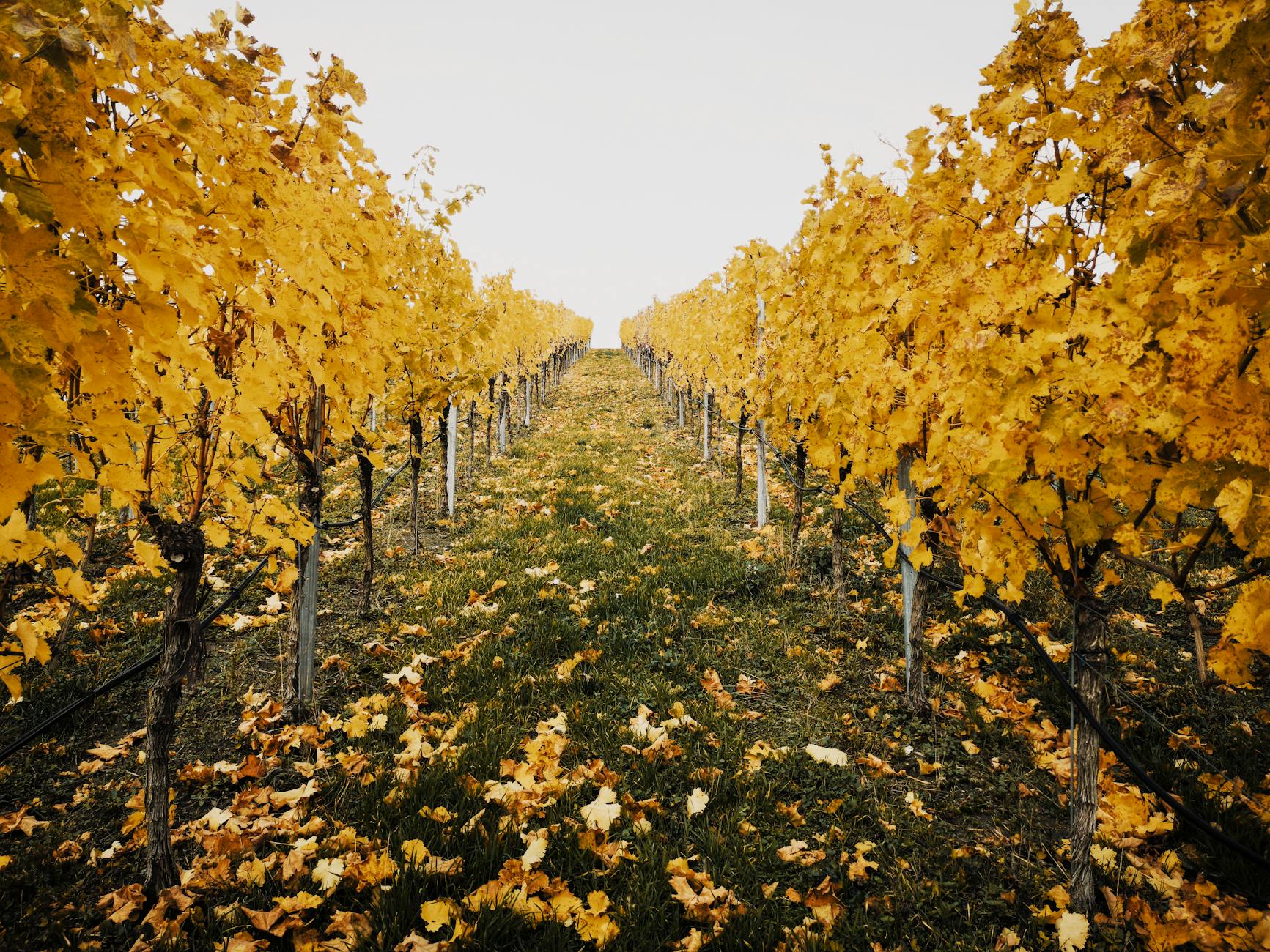 Vineyard autumn golden leaves Tokaj Hegyalja Hungary