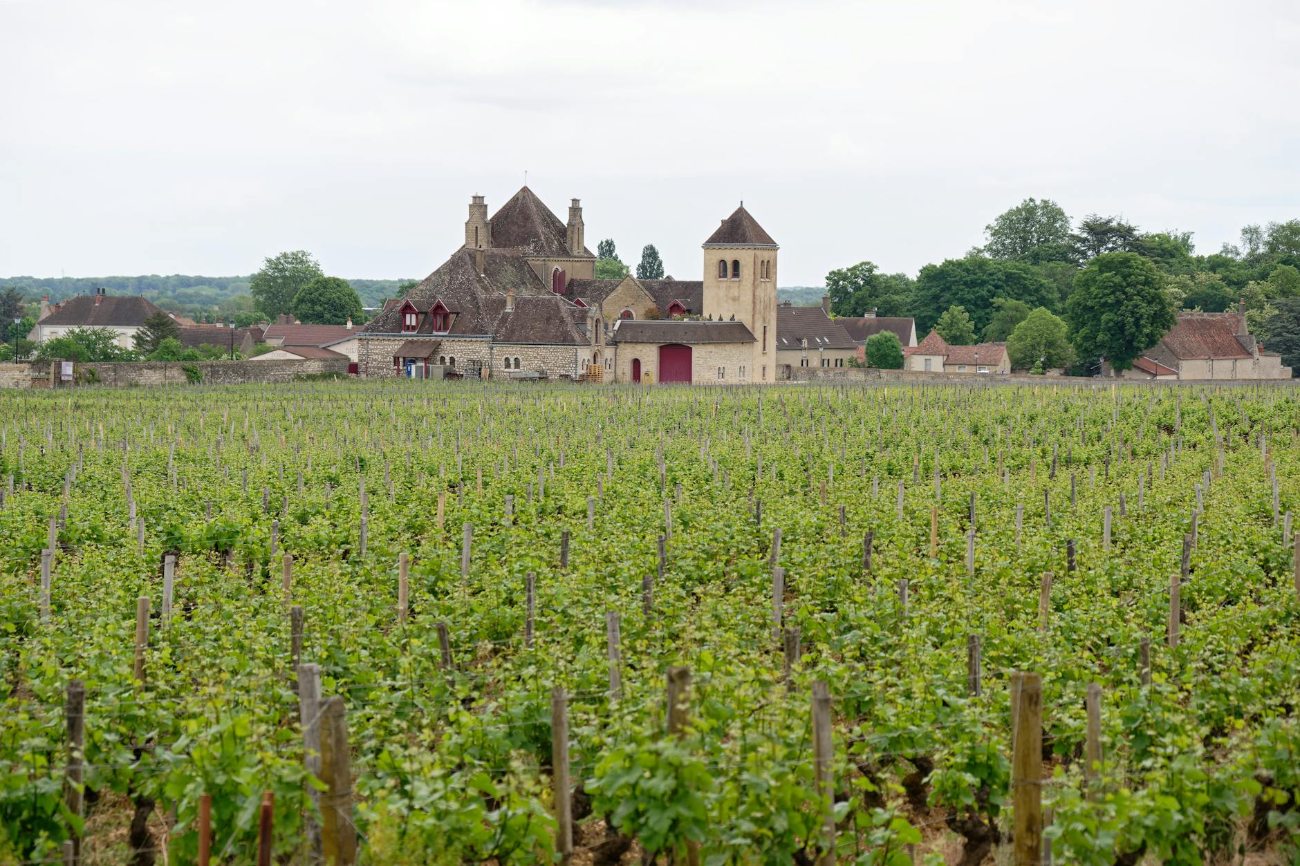 Eger Hungary castle vineyard red wine landscape
