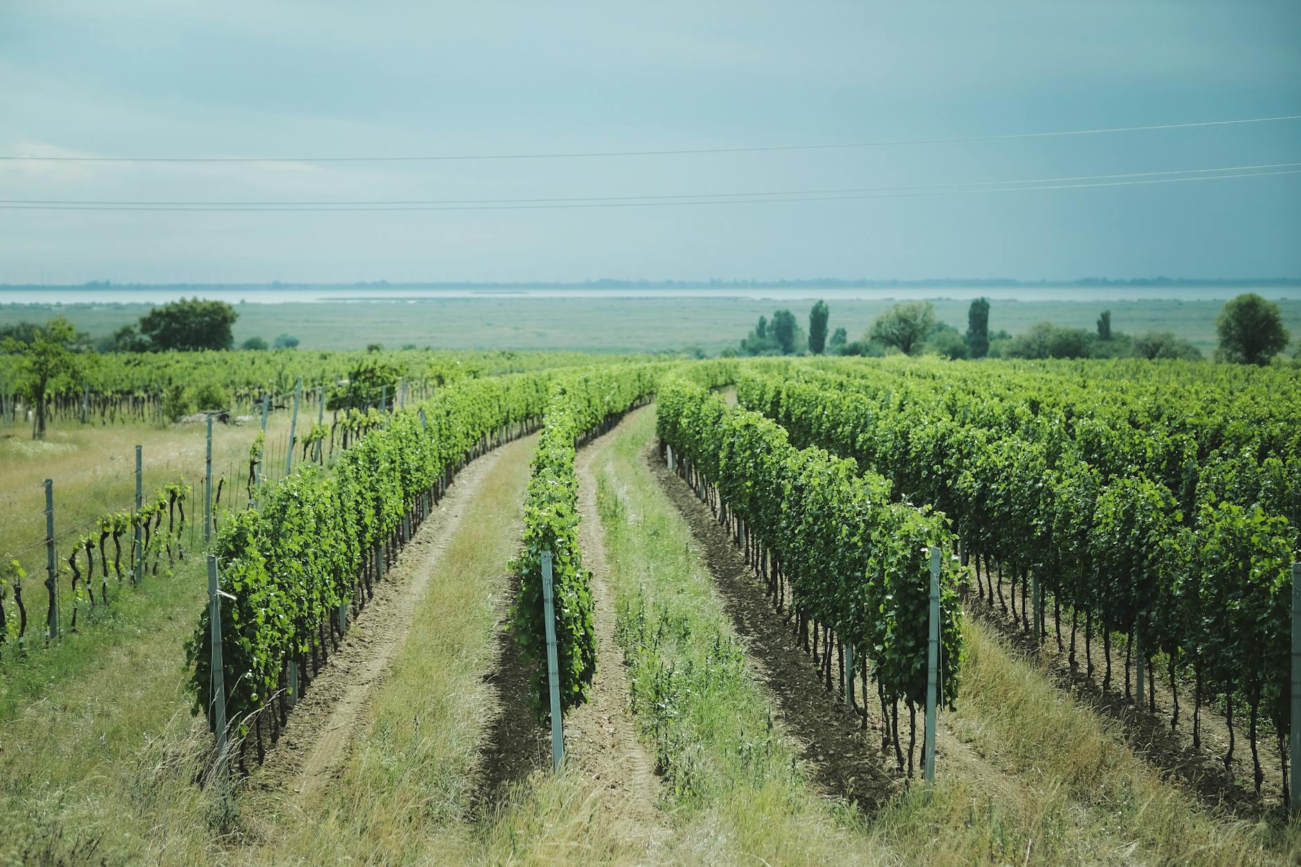 Balaton lake Hungary vineyard volcanic slopes summer