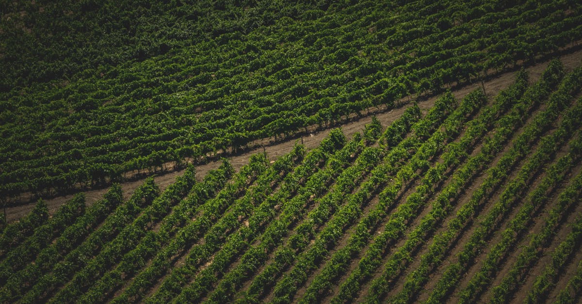 Aerial view of green vineyard rows at a large Indian wine estate