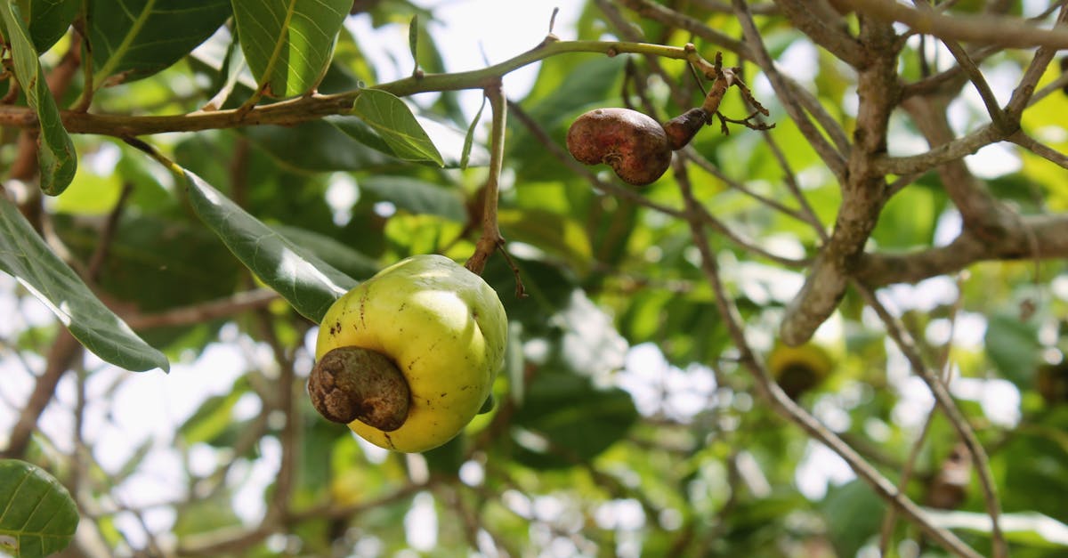 Ripe cashew fruit on the tree, the source of Goan cashew feni
