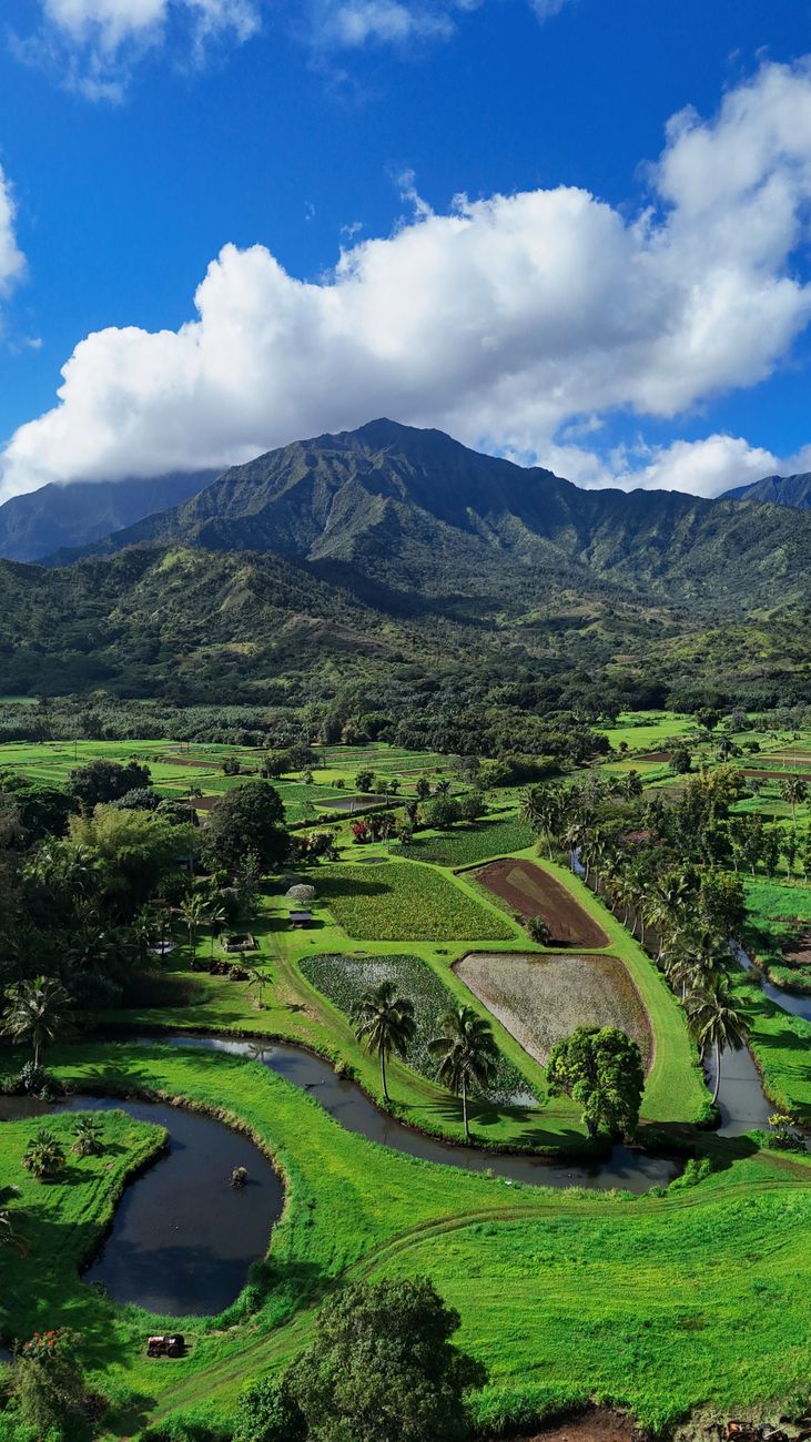 Taro fields in the Hanalei valley on Kauai's north shore