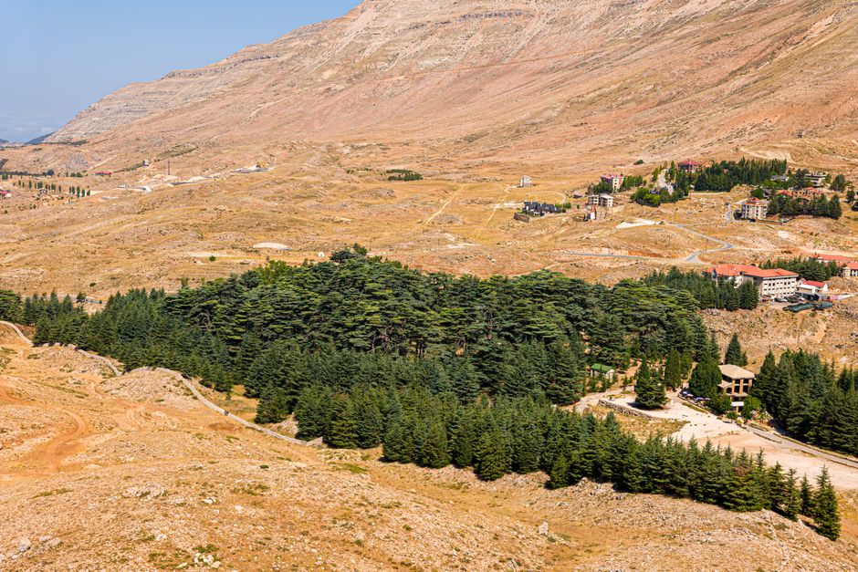 Dense cedar forest on a mountainside in Lebanon with rugged terrain beyond