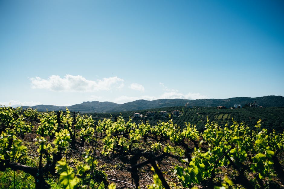 Vineyard rows Mediterranean sunny green vines estate wine countryside