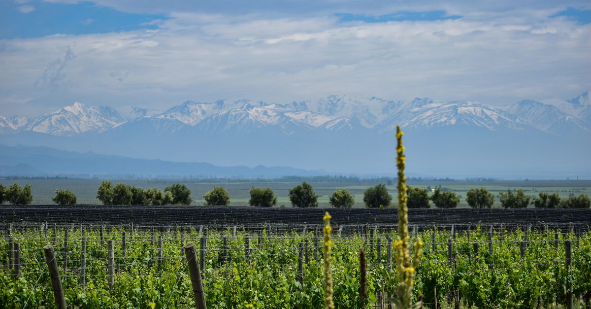 Rows of vineyard with the snow-capped Andes rising behind near Mendoza