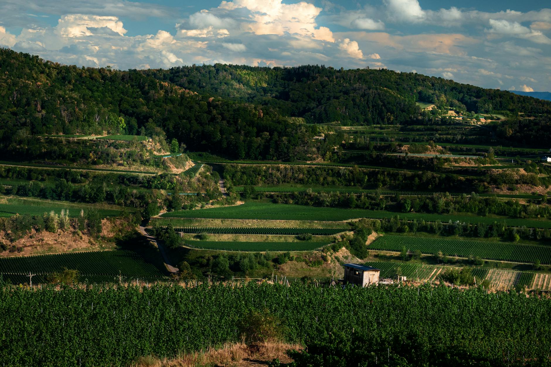 Plantaze 13. Jul vineyard Cemovsko polje Vranac grapevines Podgorica Montenegro