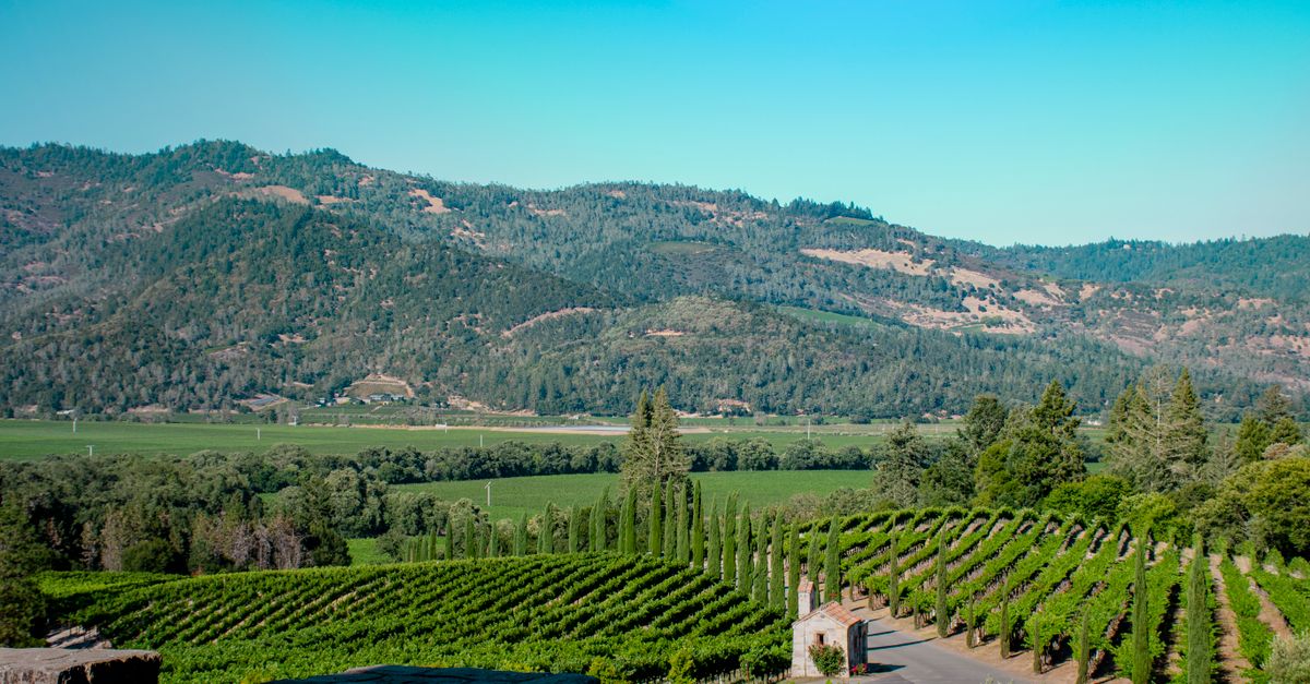 Rows of vineyard stretching across the Napa Valley floor toward low hills at golden hour