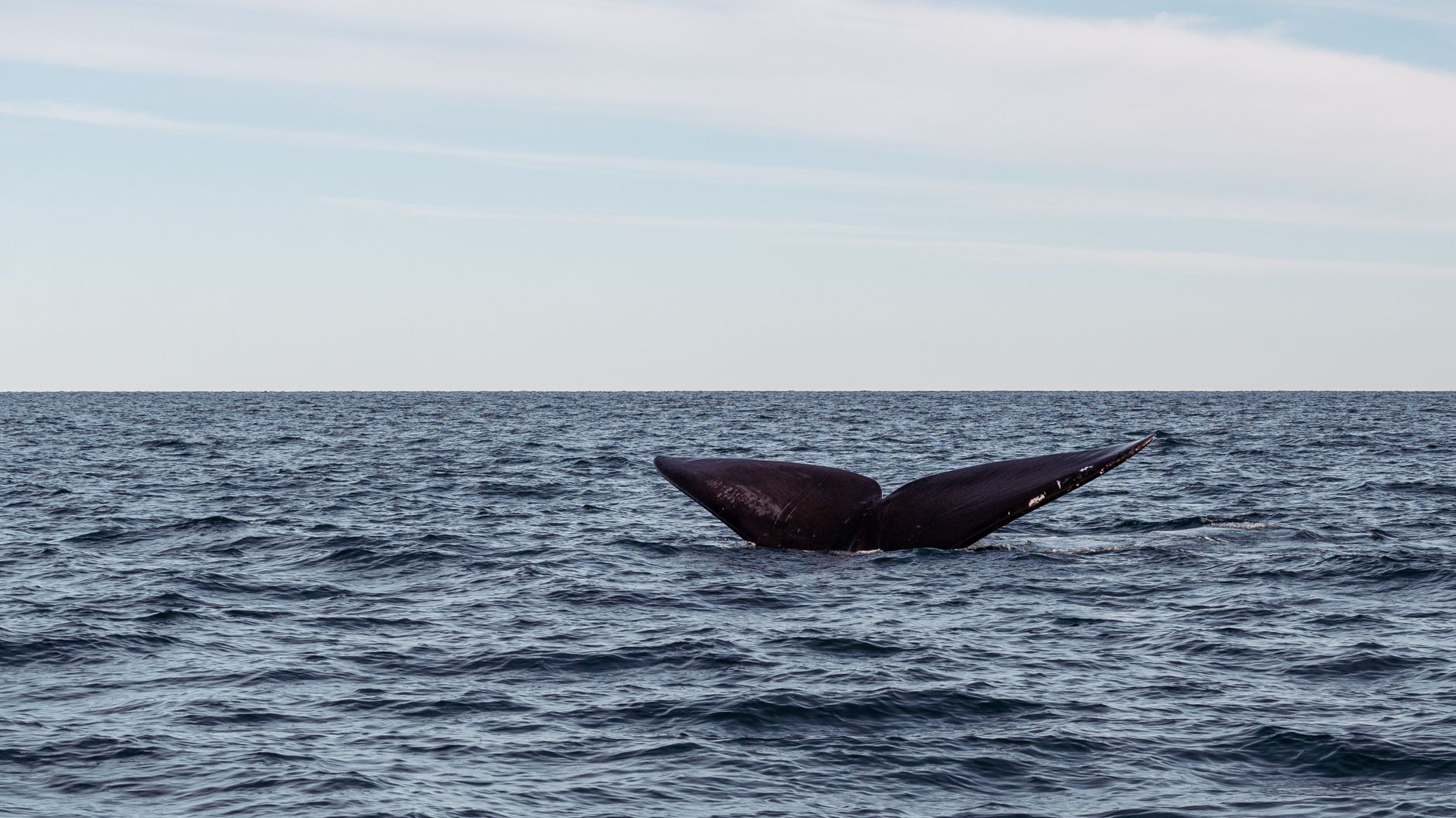 Southern right whale surfacing in the calm waters of Golfo Nuevo off Peninsula Valdes, Patagonia