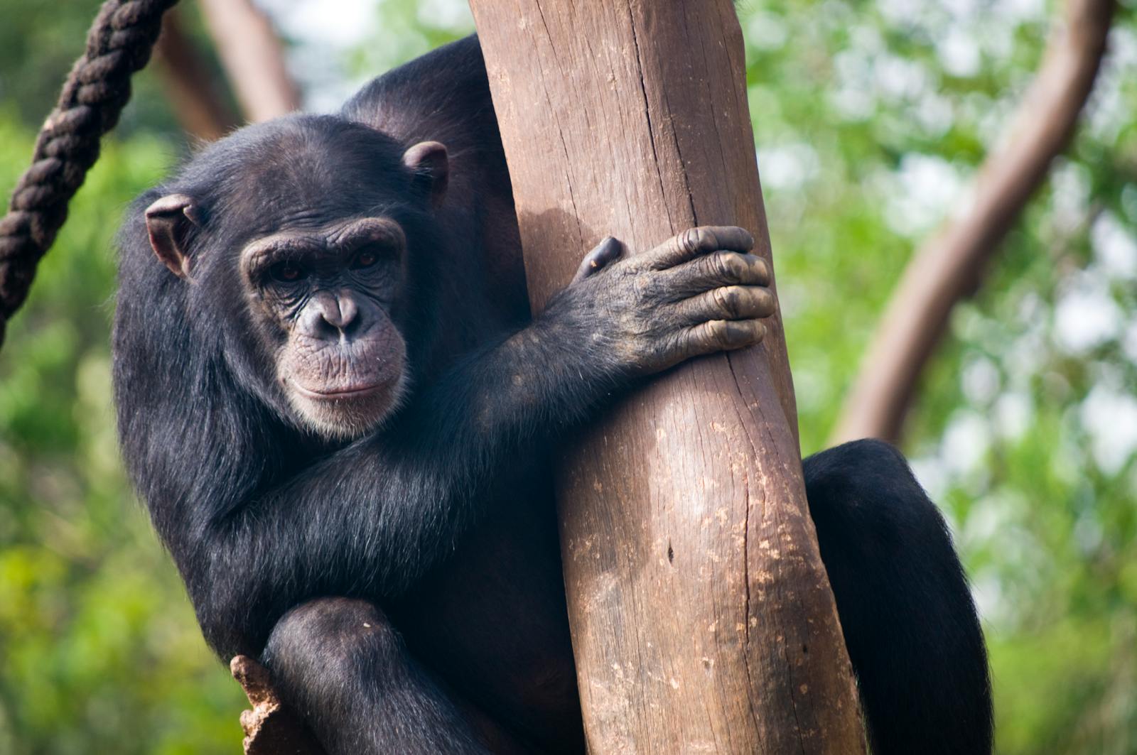 A young chimpanzee climbing a tree trunk at Tacugama Chimpanzee Sanctuary in the rainforest above Freetown, Sierra Leone