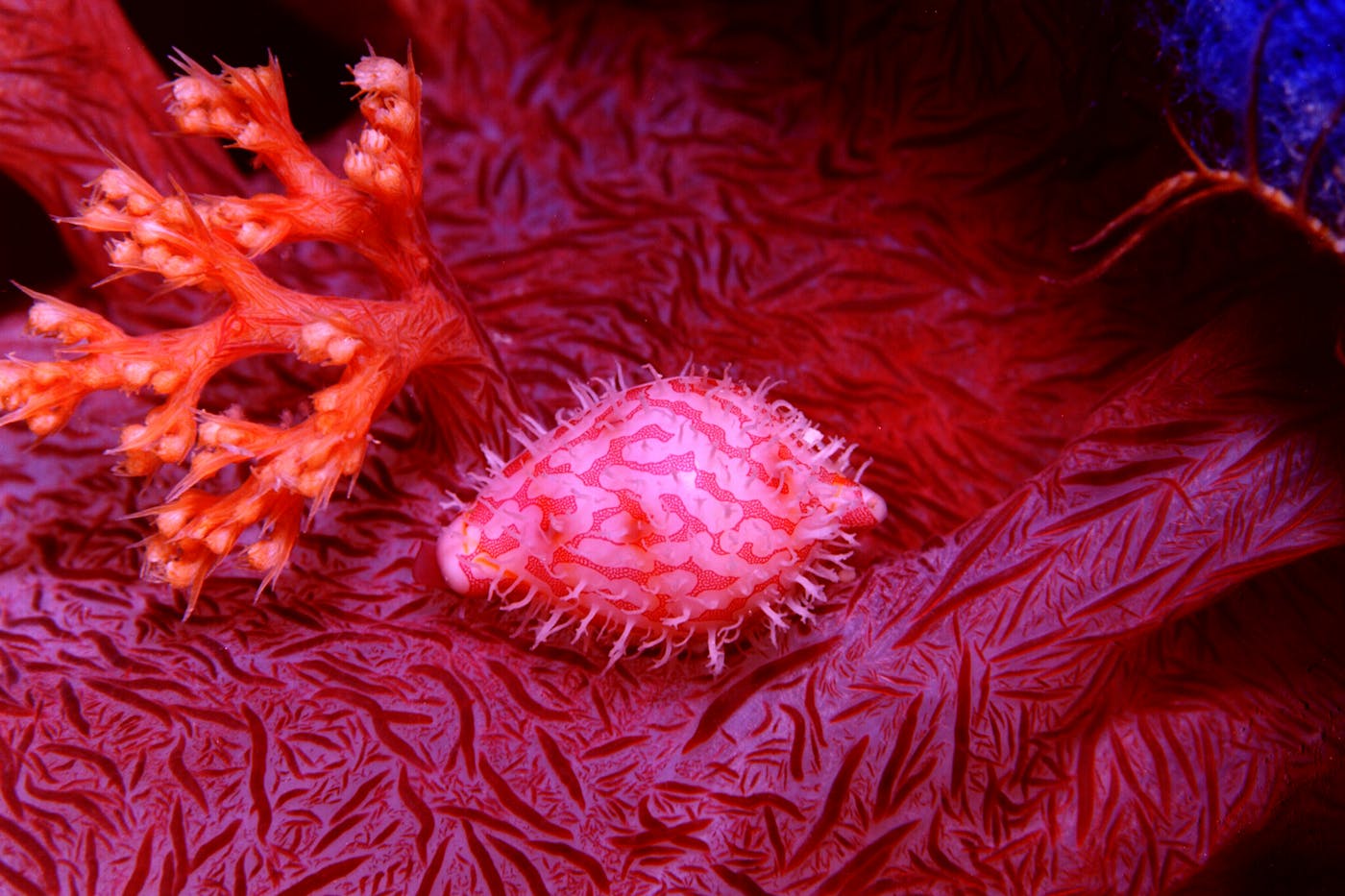 Close-up of vivid soft coral and a small reef organism in the underwater world of the Solomon Islands