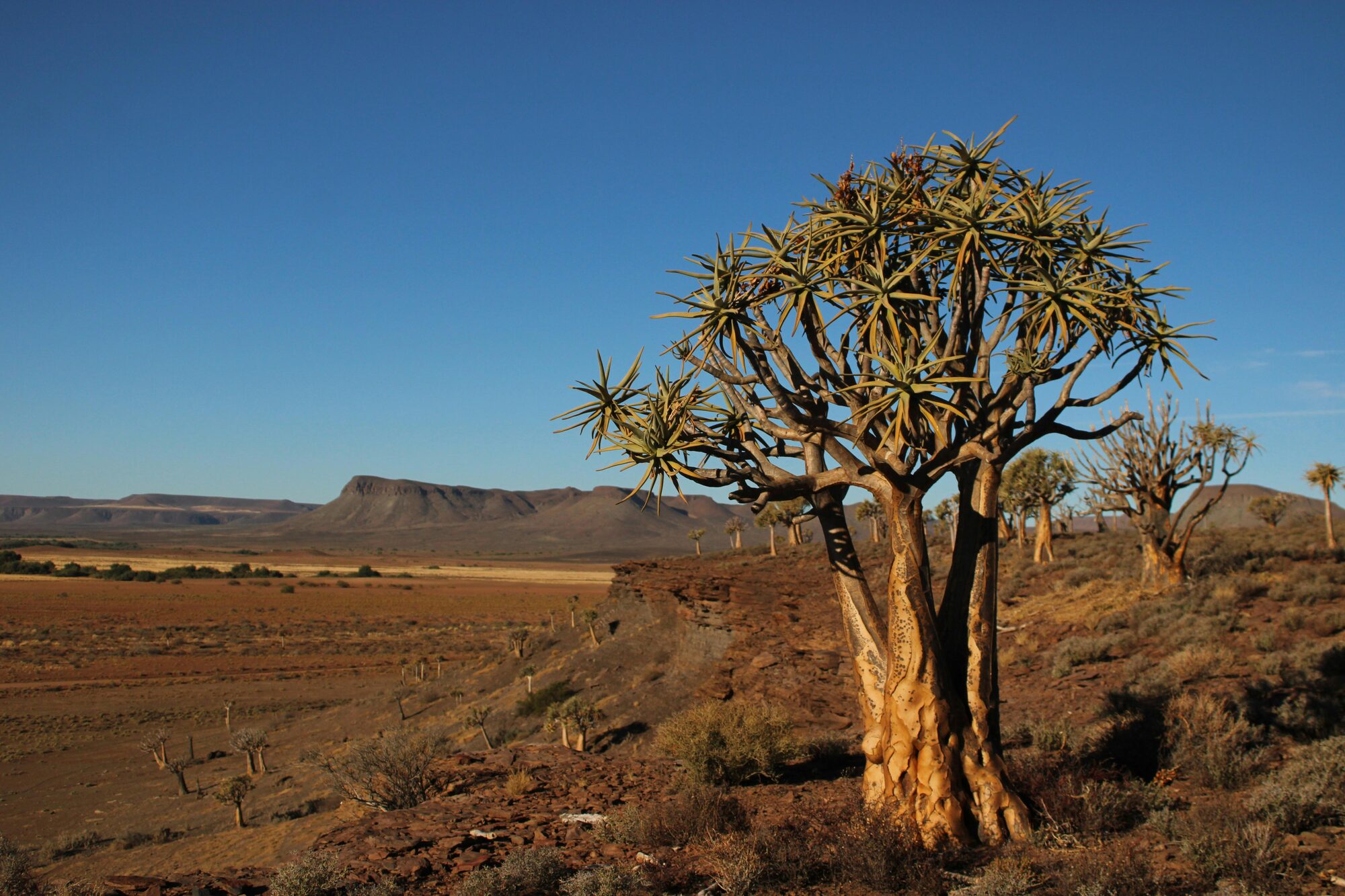 Quiver trees in the arid South African countryside