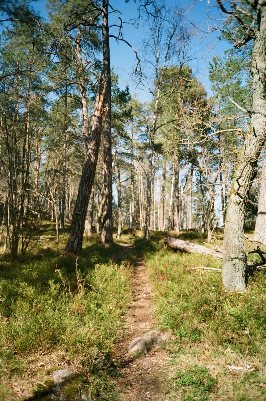 Marked hiking path across granite and pine forest on a Stockholm archipelago island