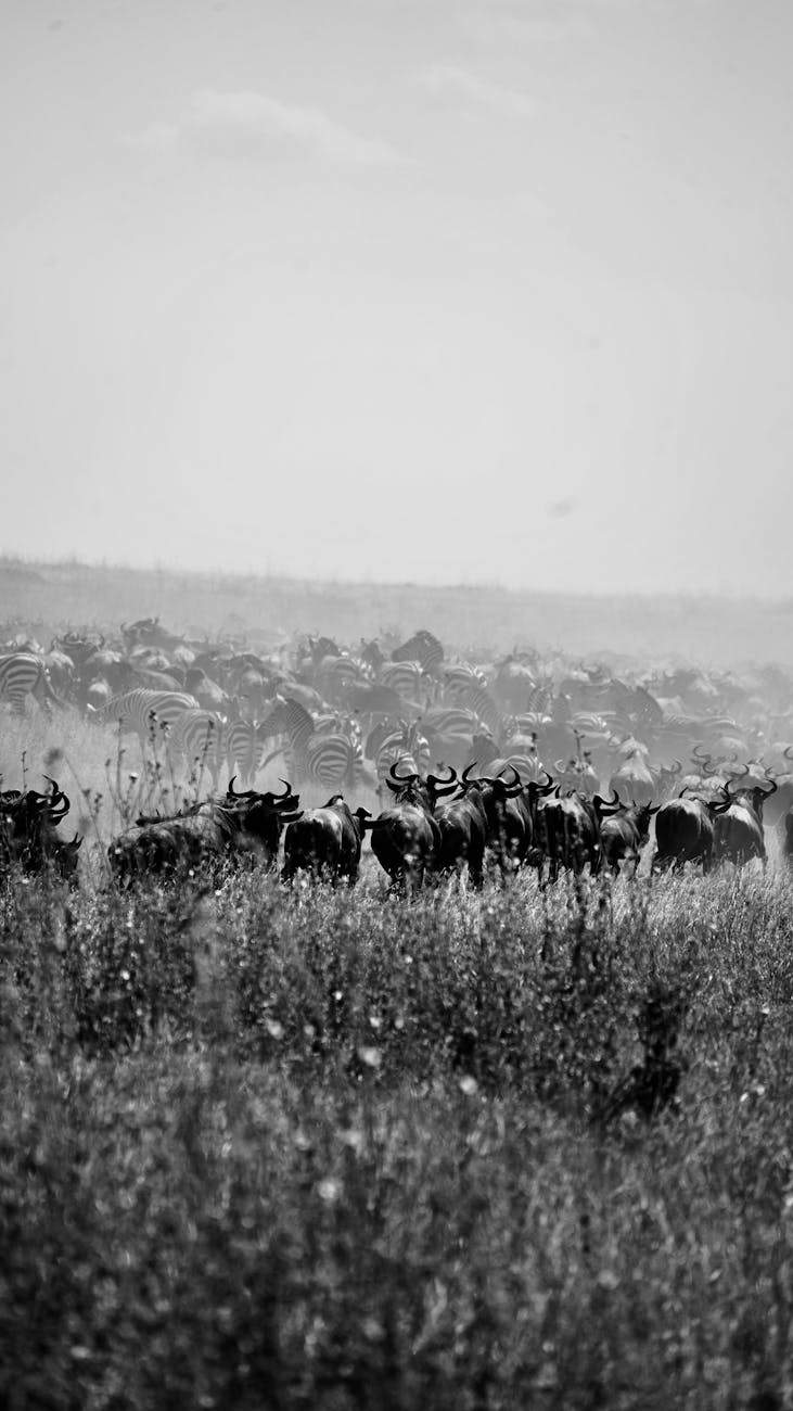 Serengeti—the great migration in Tanzania