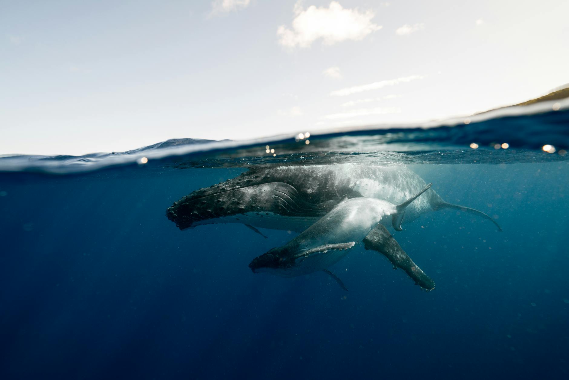 Humpback whale mother and calf swimming in the clear waters off Tonga