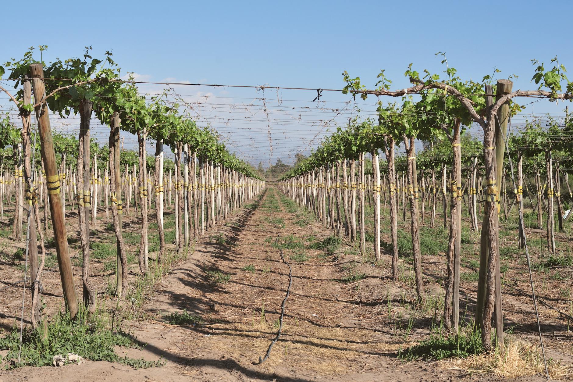Uruguay vineyard Tannat grapes South America sunny rows