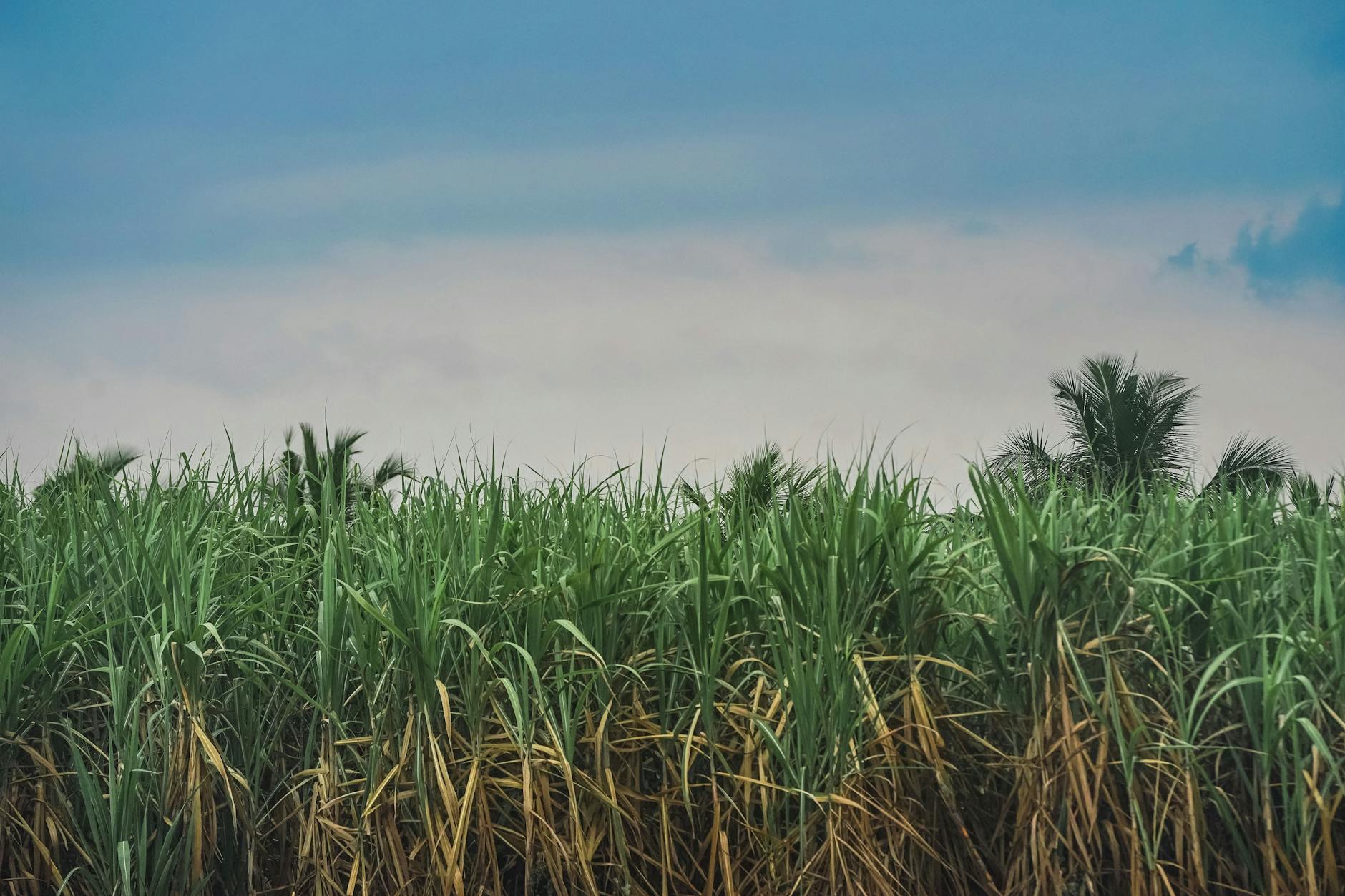 sugarcane field harvest tropical green plantation