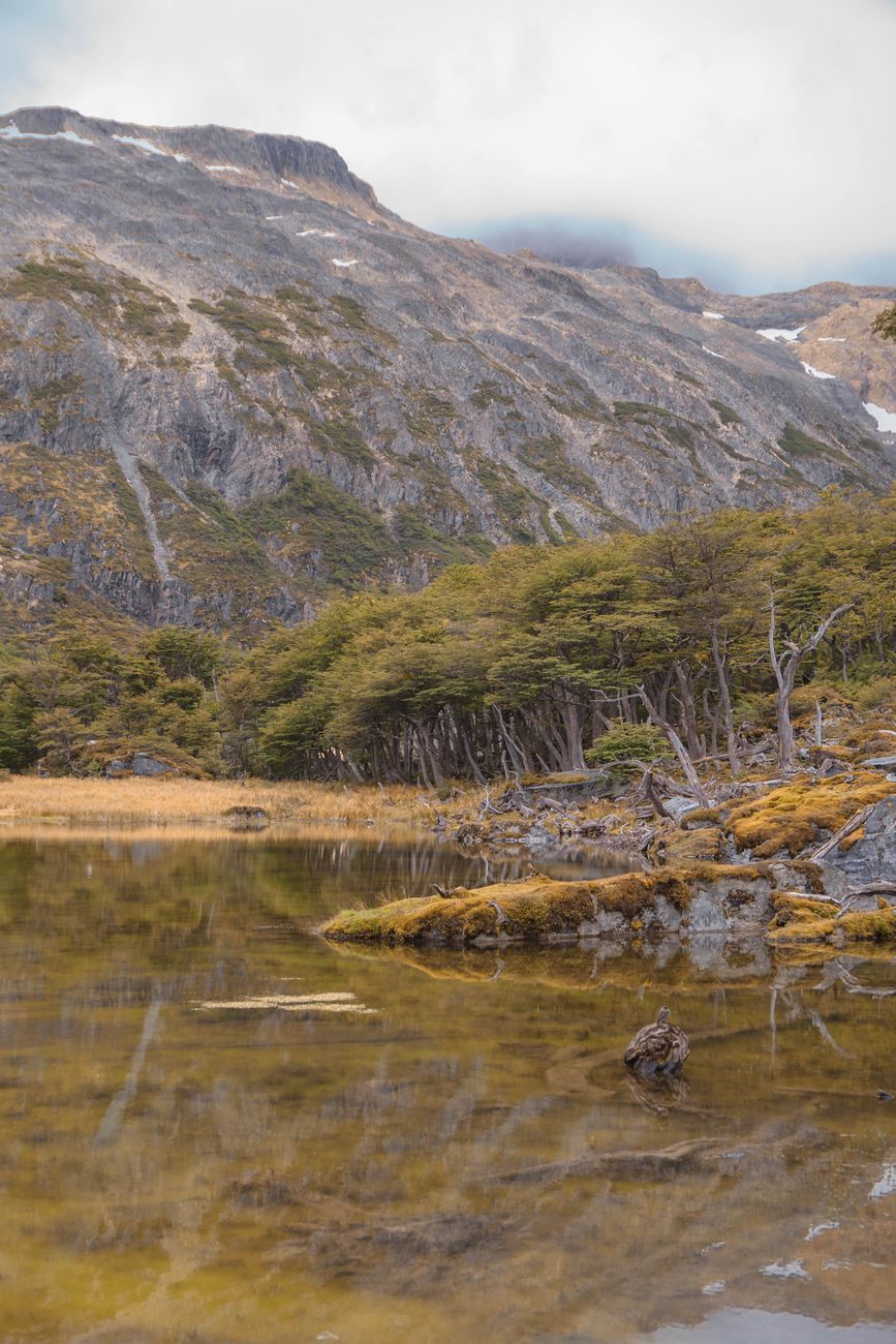 Lenga forest and a still lake at Lapataia Bay in Tierra del Fuego National Park