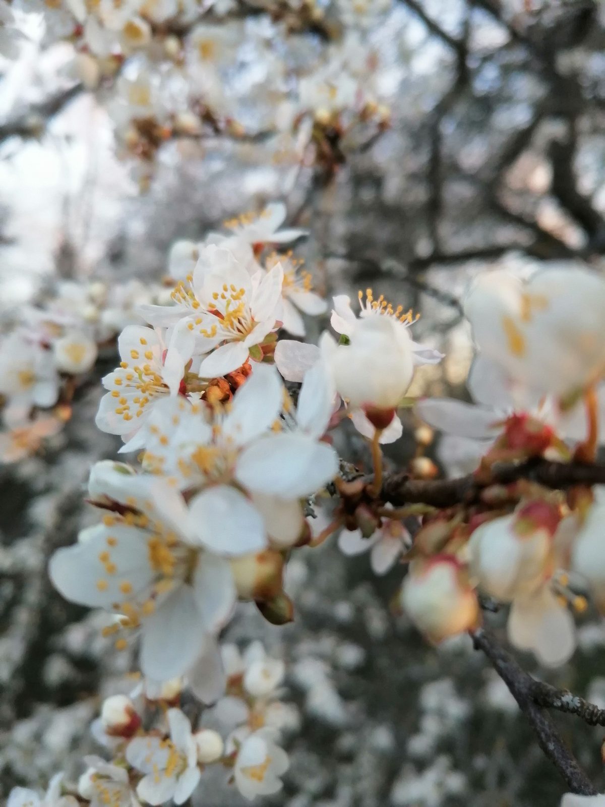 Apricot blossom in the Wachau valley