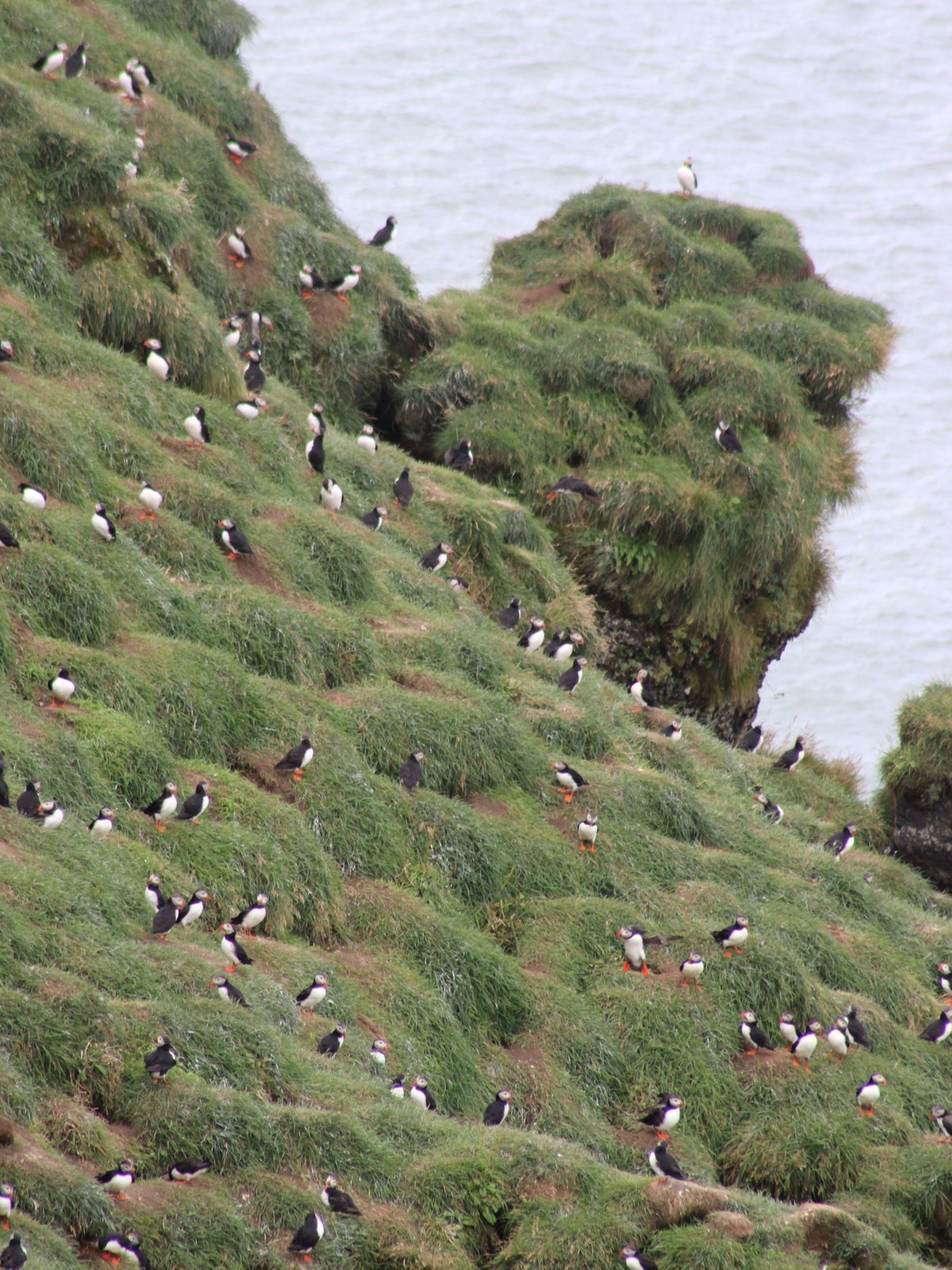 An Atlantic puffin standing on the clifftop grass at Látrabjarg